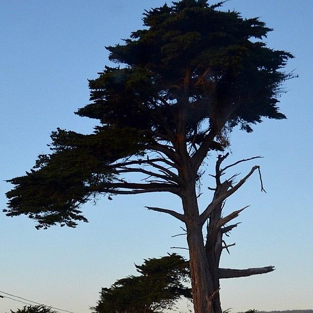 Nature Photograph - #tree #sunset #sundown #california by Birgit Zimmerman