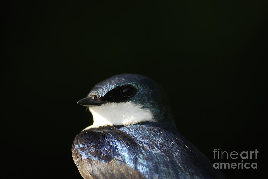 Tree Swallow 2012 Photograph by Randy Bodkins
