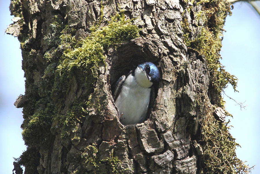 Tree Swallow Photograph by Angie Vogel
