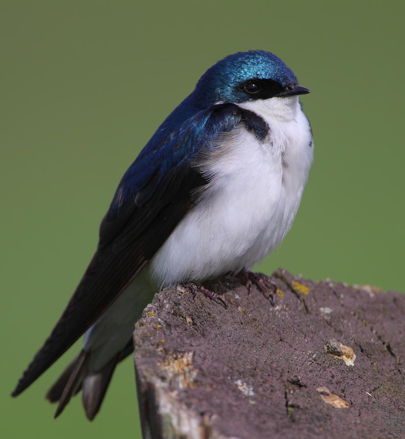 Tree Swallow Photograph by Bruce J Robinson