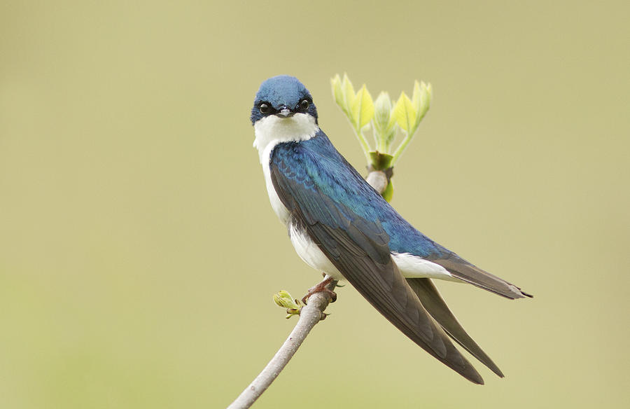 Swallow Photograph - Tree Swallow by Mircea Costina Photography