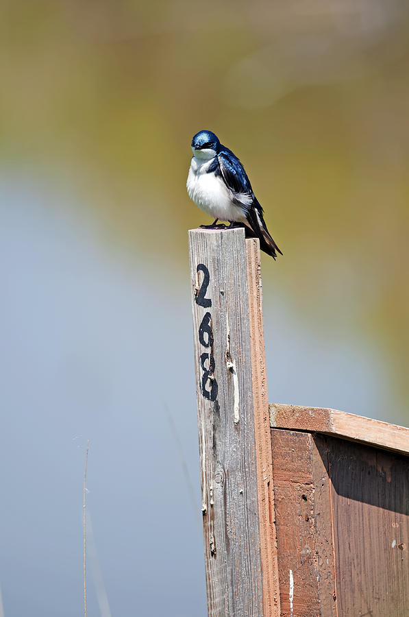 Tree Swallow pregnant Photograph by Terry Dadswell