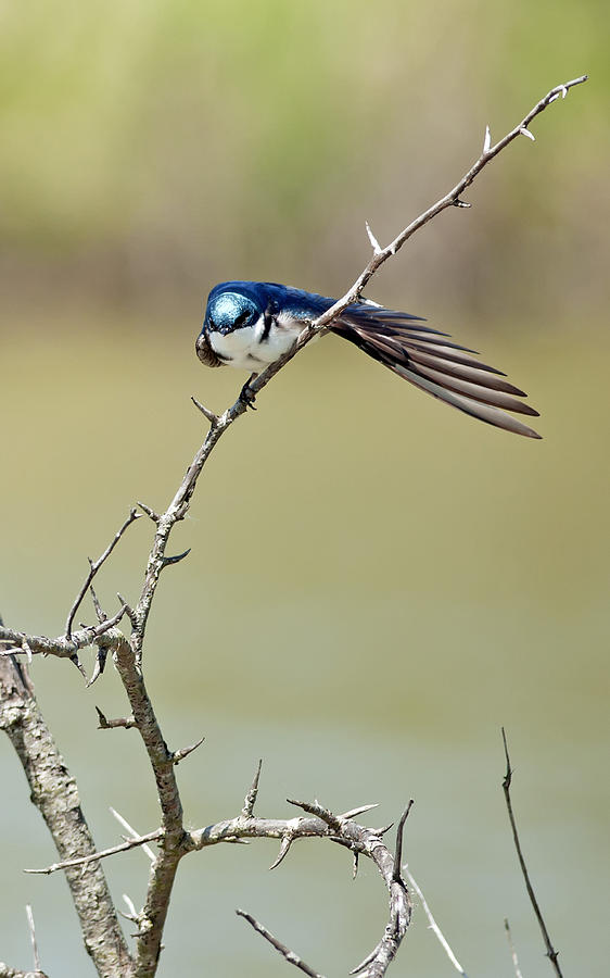 Tree Swallow Photograph by Terry Dadswell