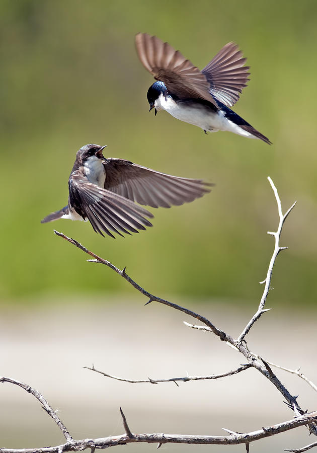 Tree Swallows in flight Photograph by Terry Dadswell