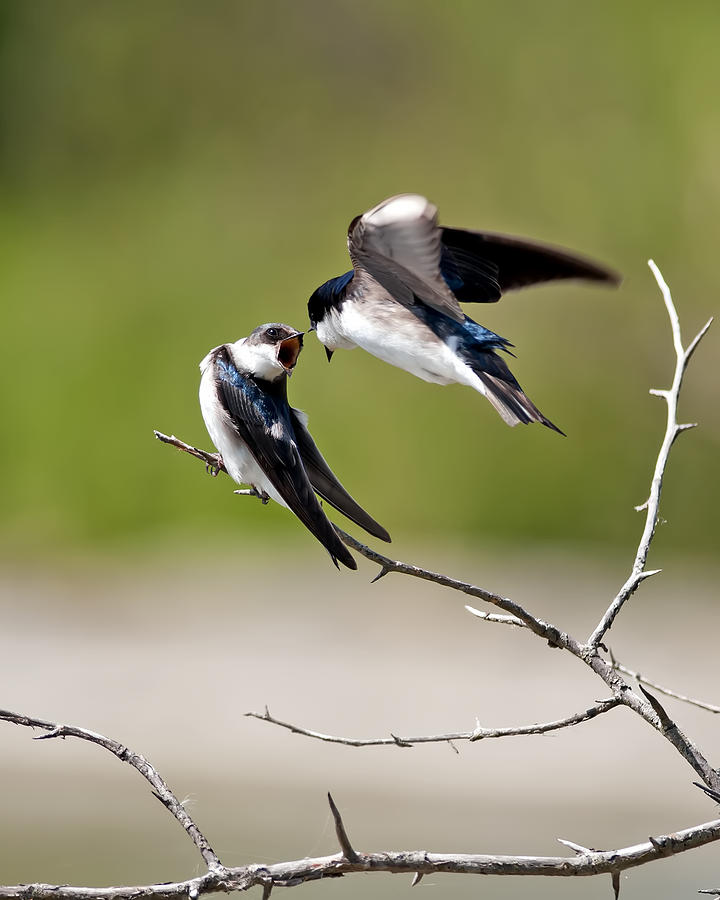 Tree Swallows kissing Photograph by Terry Dadswell