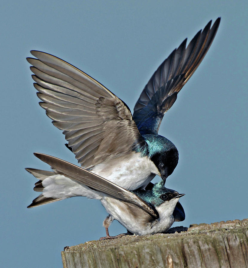 Tree Swallows Mating Photograph by Dave Mills