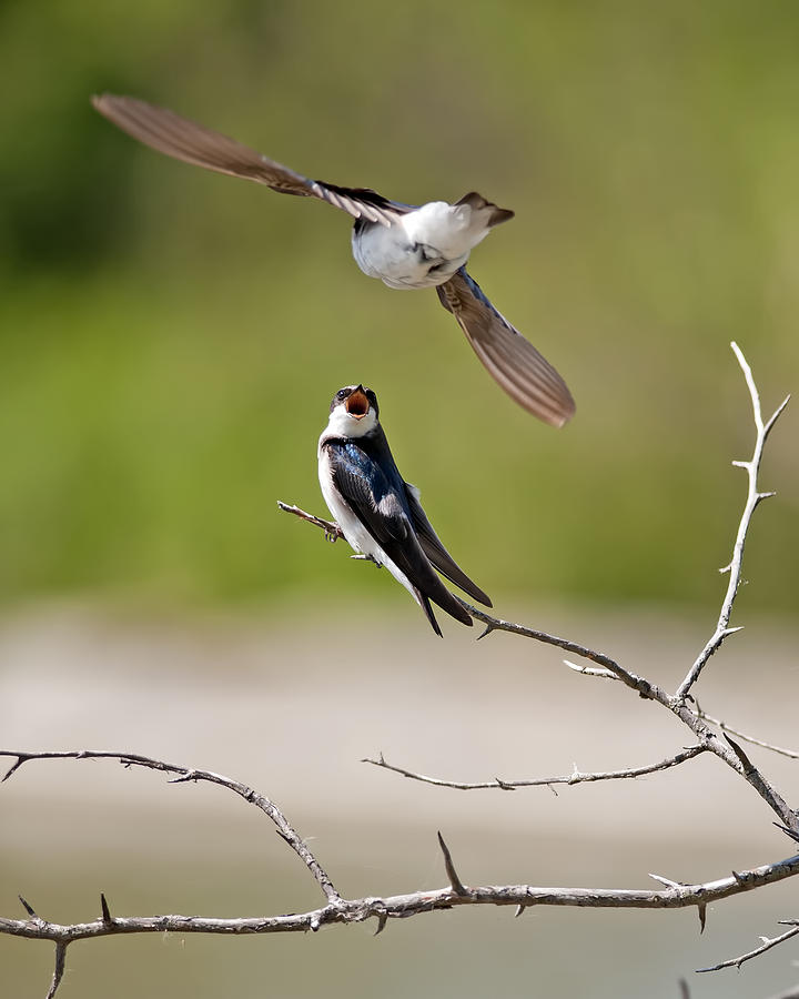 Tree Swallows Photograph by Terry Dadswell