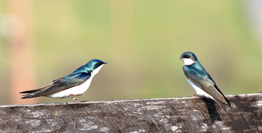 Swallow Photograph - Tree Swallows by Todd Hostetter