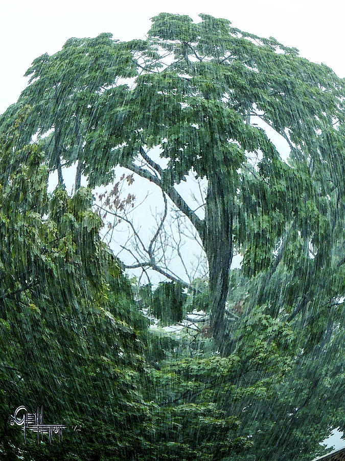Tree Swirl Downpour Photograph by Glenn Feron