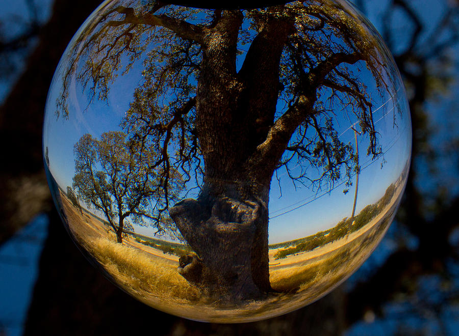 Tree Through A Glass Eye Photograph by Robert Woodward