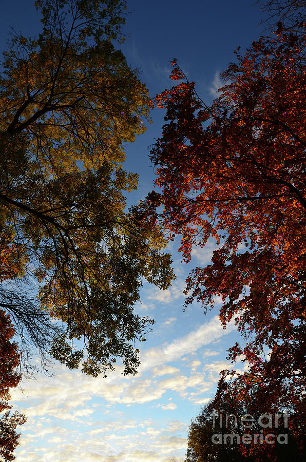 Sunset Photograph - Tree Top in Autumn by Bruno Santoro