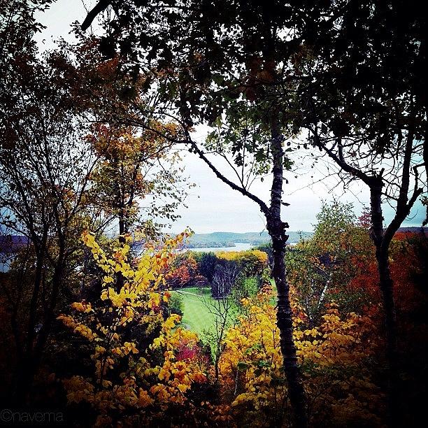 Fall Photograph - Tree Tops by Natasha Marco Fall Photograph - Tree Tops by Natasha Marco