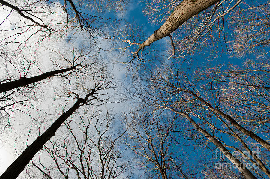 Long Sault Photograph - Tree Tops on the Wild Turkey Trail by Gary Chapple