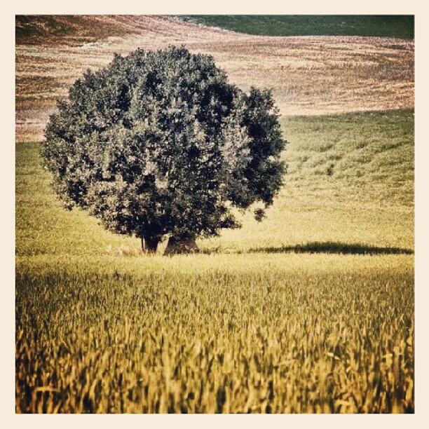Summer Photograph - Tree #tree #insta_tree #nature #norway by Thomas Berger