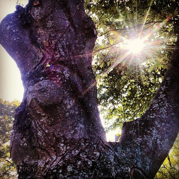 Nature Photograph - #tree #treebark  #lichen #sun #sunlight by Kendra Lipscomb
