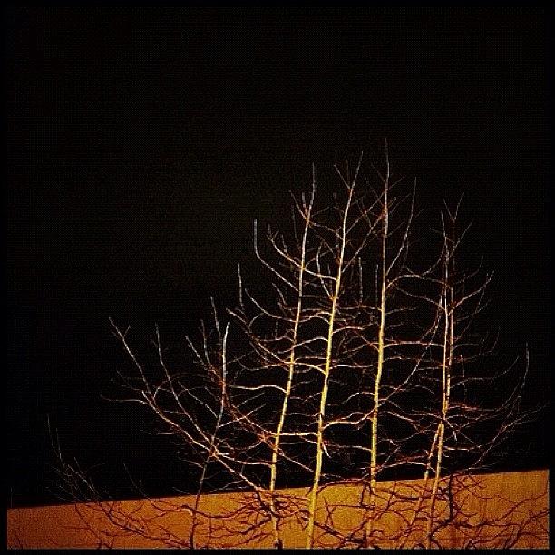 Tree Photograph - #tree #trees #statigram #picoftheday by T Catonpremise