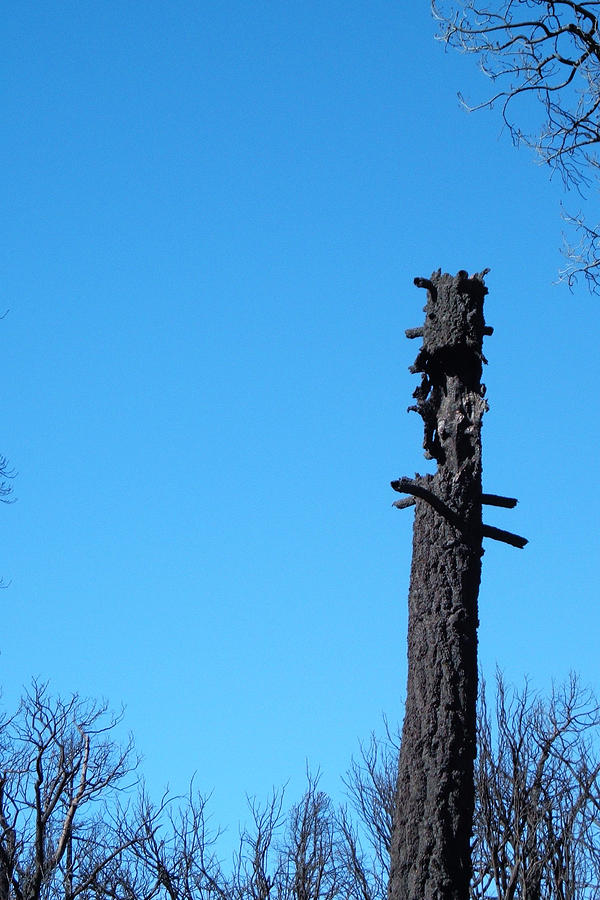 Nature Photograph - Tree Trunk Burned by Naxart Studio