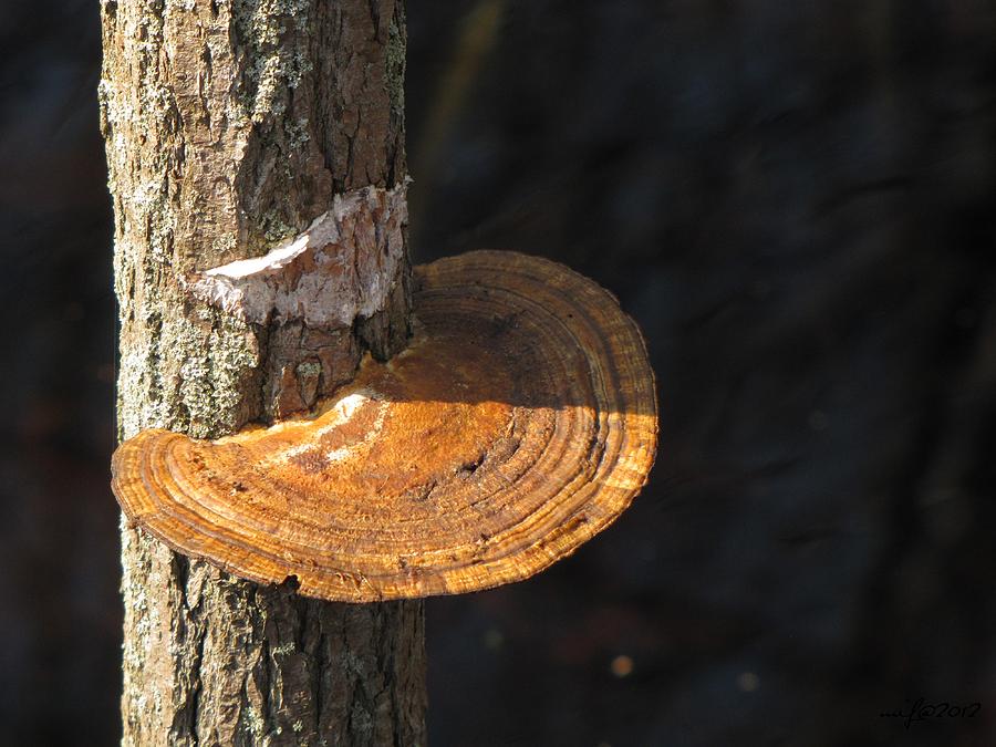 Tree Trunk Fungi Photograph by Maciek Froncisz