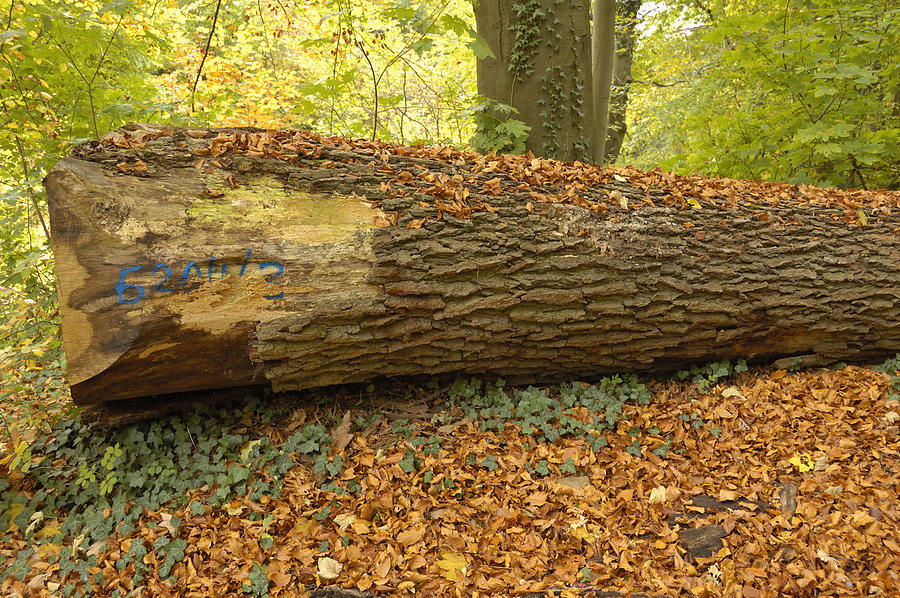 Tree trunk in fall Photograph by Matthias Hauser