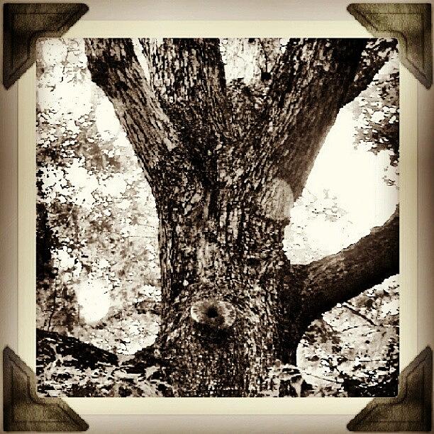 Tree Photograph - Tree Trunk #tree #browns #subtle by Andi Lockett-johnson