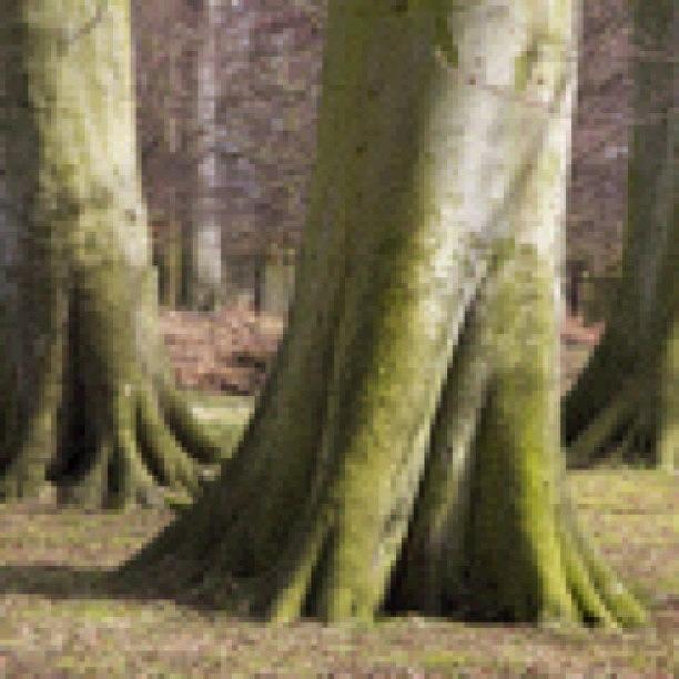 Tree Photograph - Tree Trunks #dunham #massey #cheshire by Dave Lee