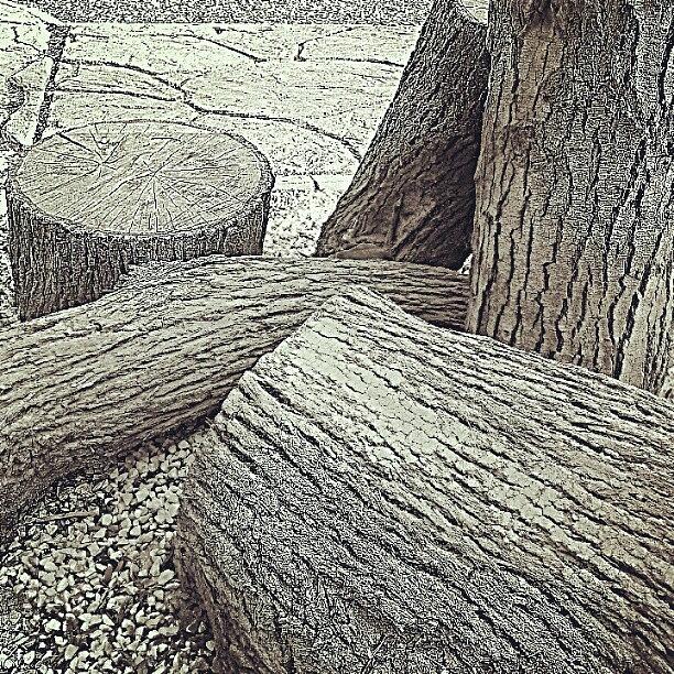 Tree Trunks #photographer #art Photograph by Saba Saleem
