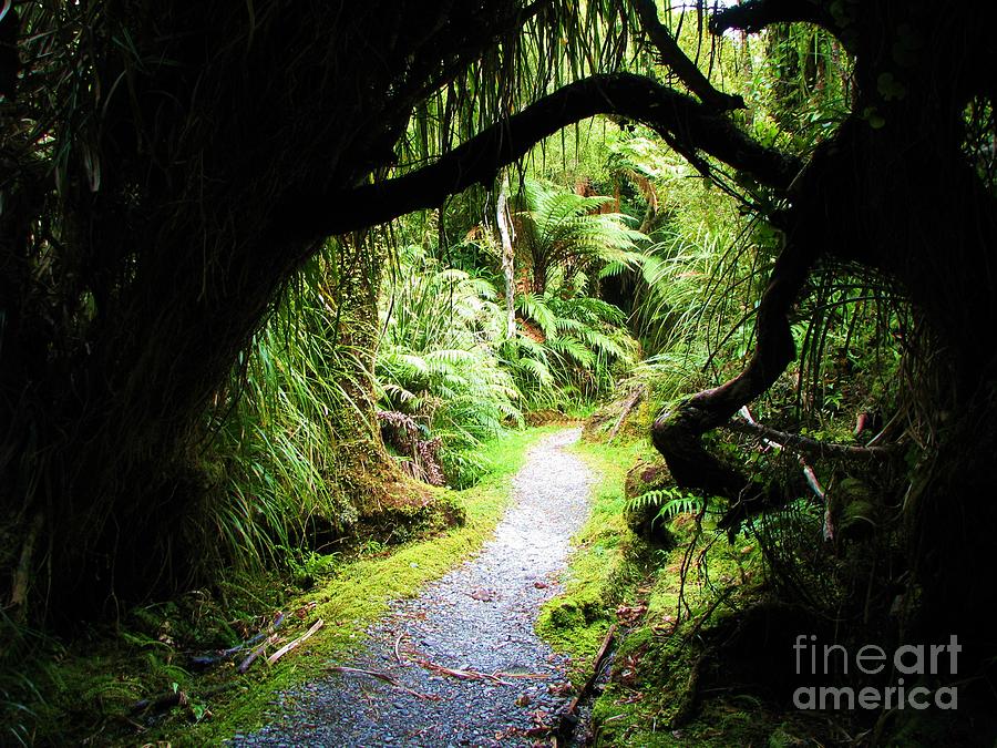 Tree Tunnel Photograph by Michele Penner