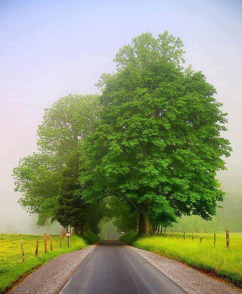 Nature Photograph - Tree Tunnel Road by Sunkies Fang