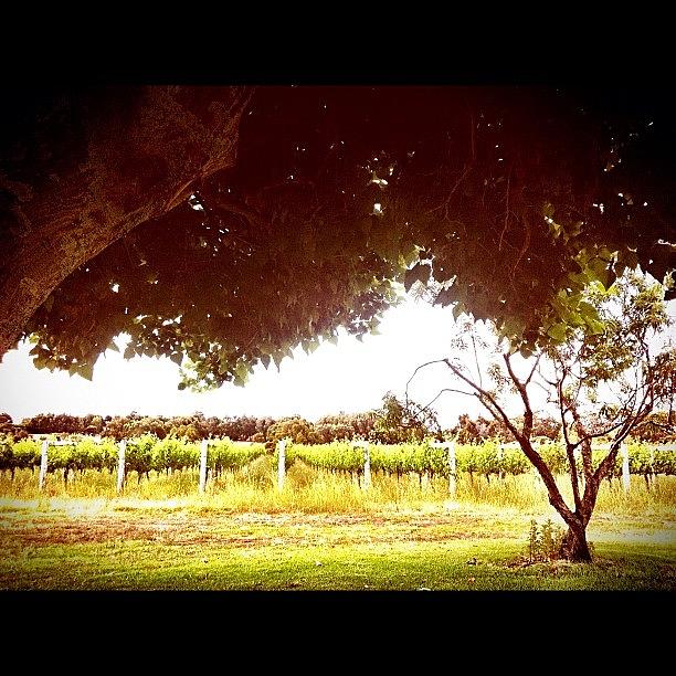 Wine Photograph - #tree #vineyard #wine #scenery by Glen Offereins