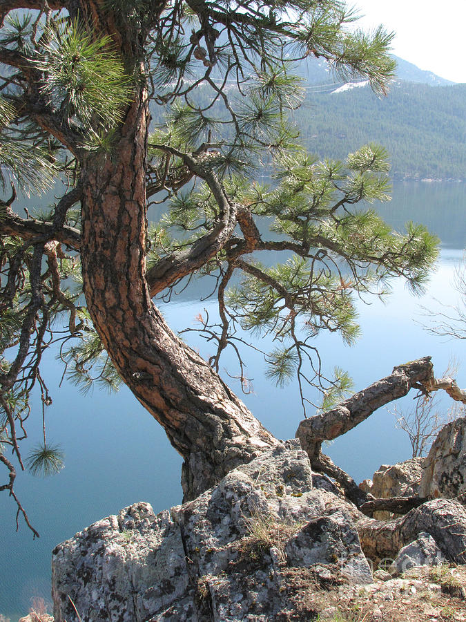 Nature Photograph - Tree with a view by Frank Townsley
