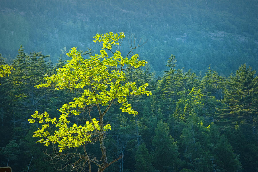 Tree With Backlit Leaves In Maine No.187 Photograph