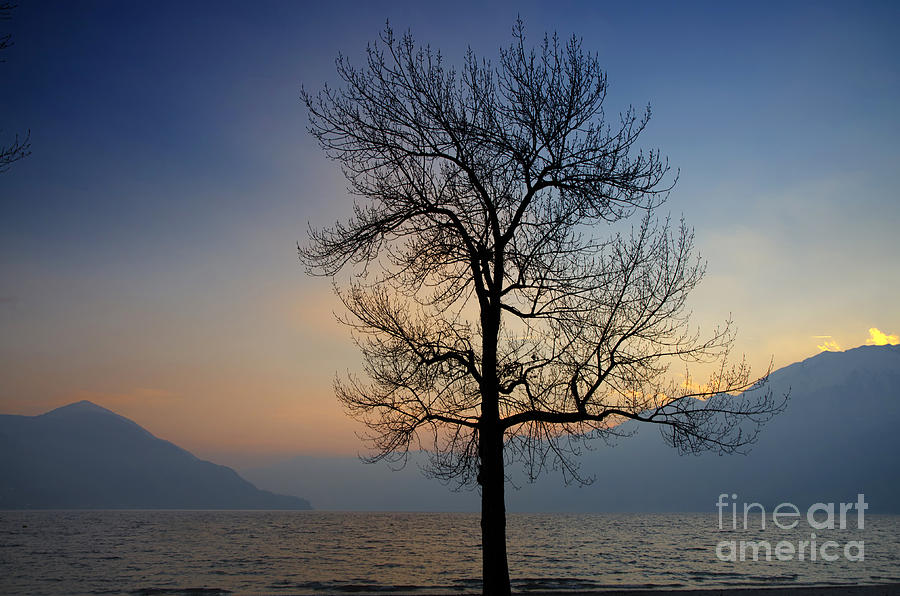 Tree with branches Photograph by Mats Silvan