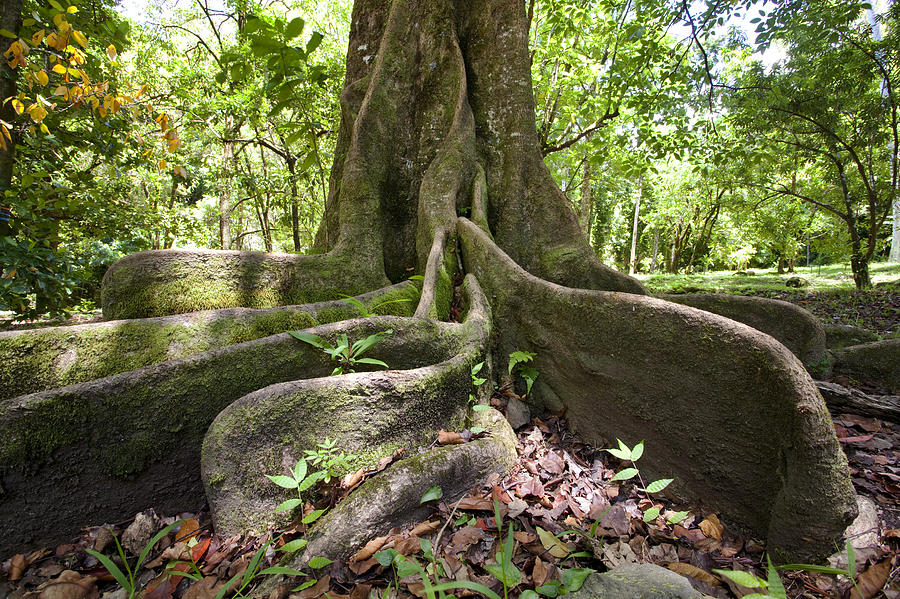 Tree with Large Roots Photograph by Jenna Szerlag