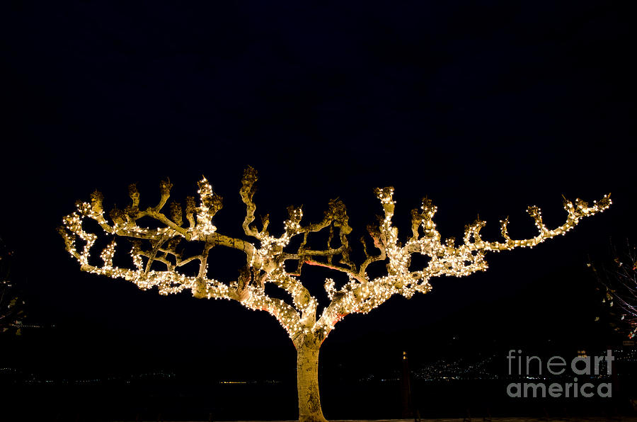 Tree with lights Photograph by Mats Silvan