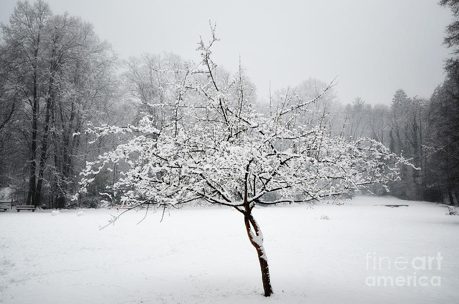 Tree with snow Photograph by Mats Silvan