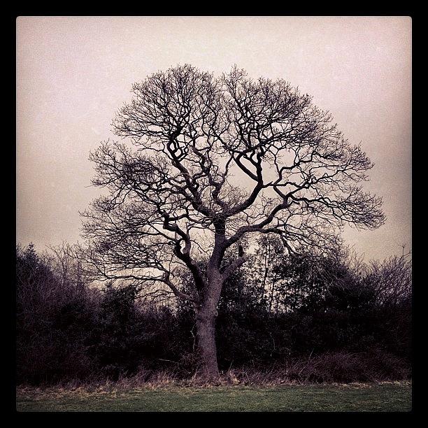 Tree Photograph - #tree #wood #grass #sky by Miss Wilkinson