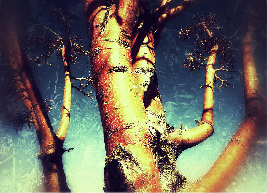 Tree1 Digital Art by Olivier Calas