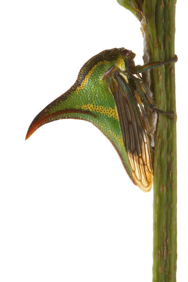 Treehopper Mimicking Thorn Costa Rica Photograph by Piotr Naskrecki