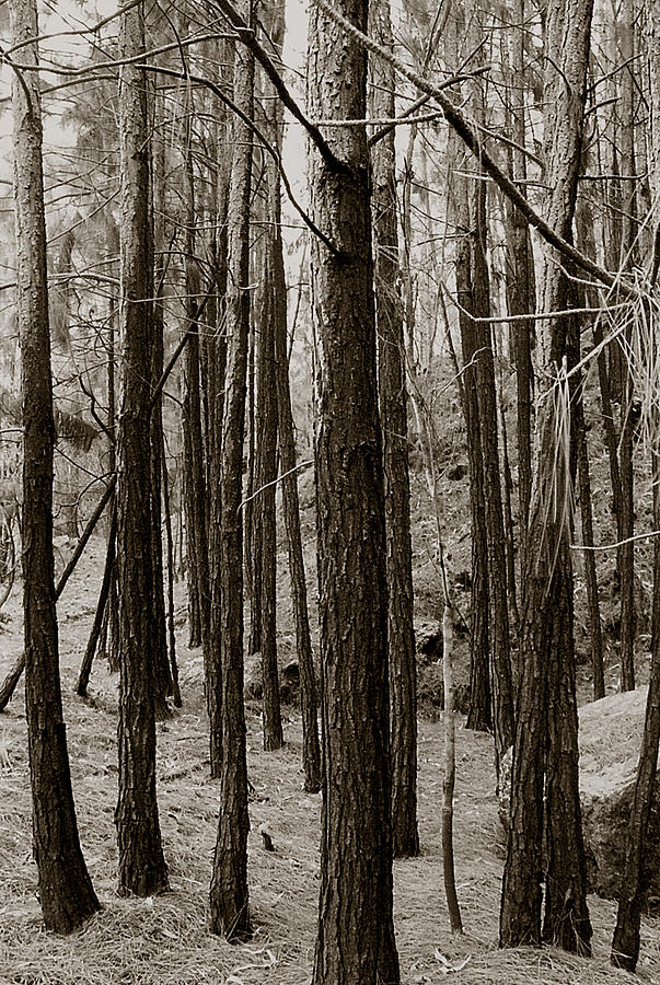 Trees Photograph by Amarildo Correa