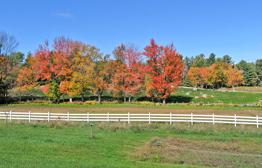Trees and Fence Autumn Photograph by Larry Landolfi