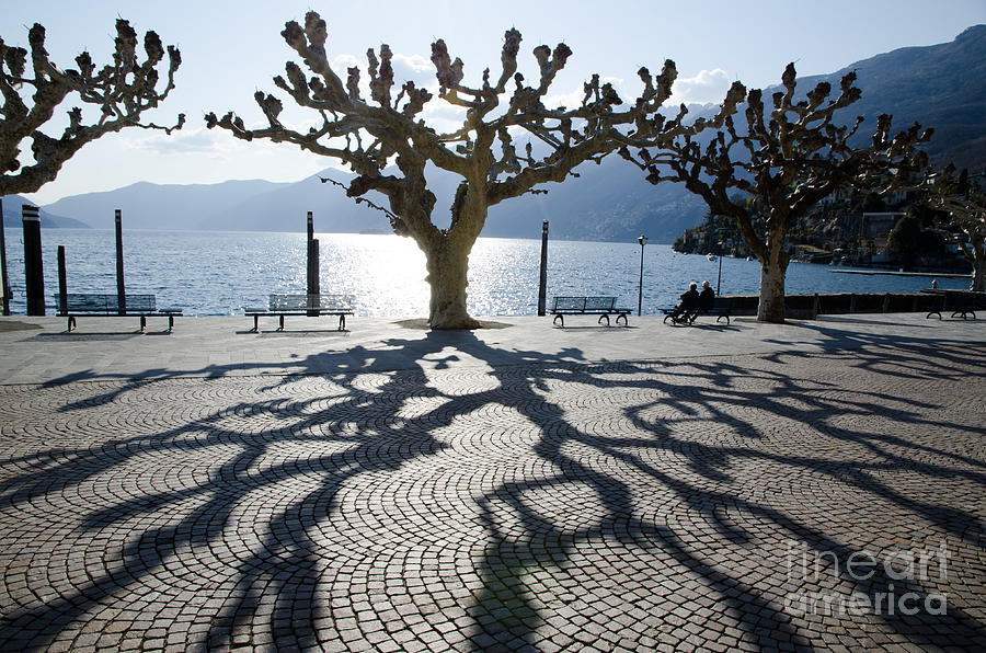 Trees and shadows Photograph by Mats Silvan