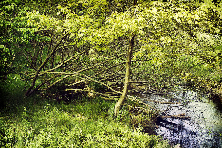 Trees And Stream Photograph by HD Connelly