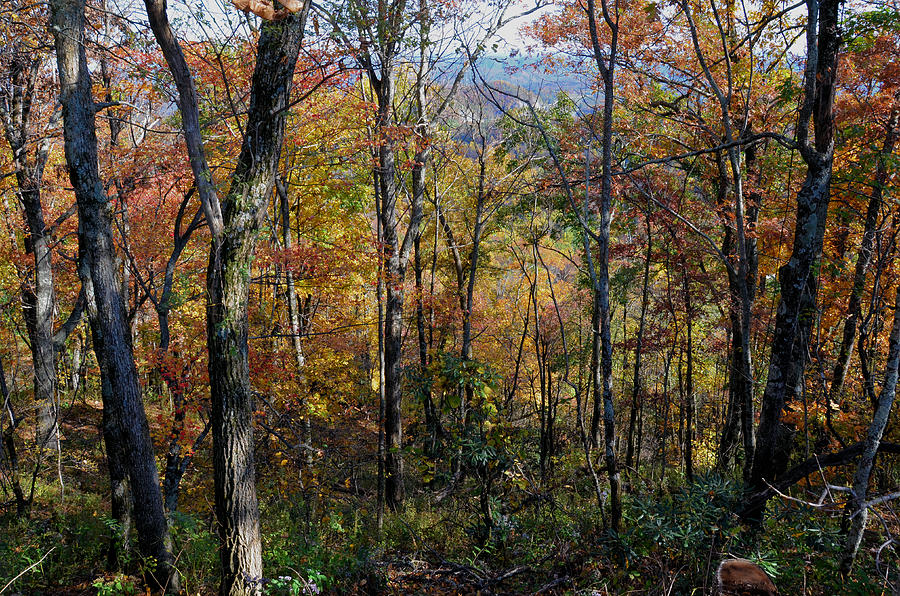 Trees at Blowing Rock in Fall - c2028b Photograph by Paul Lyndon ...