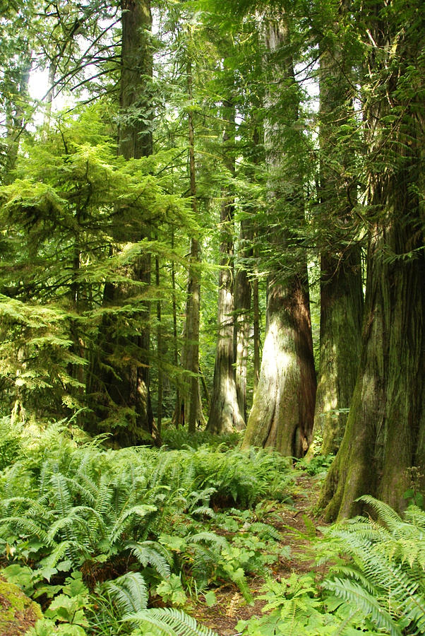 Trees at Cathedral Grove Photograph by Marilyn Wilson