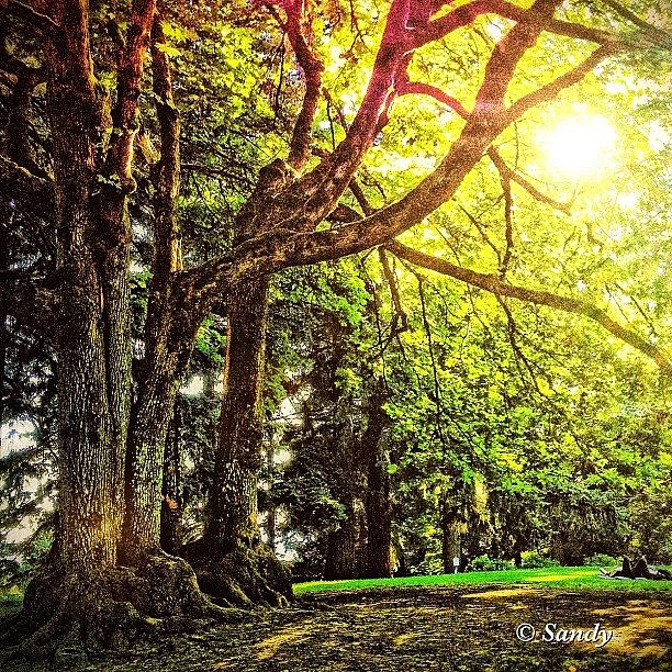 Nature Seekers Photograph - Trees At Mt. Tabor Park, Portland by Sandra Mortola