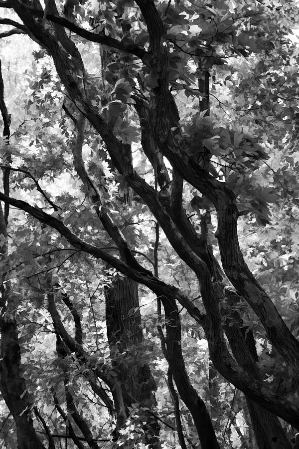 Trees Beautiful Trees Photograph by Kathy Clark