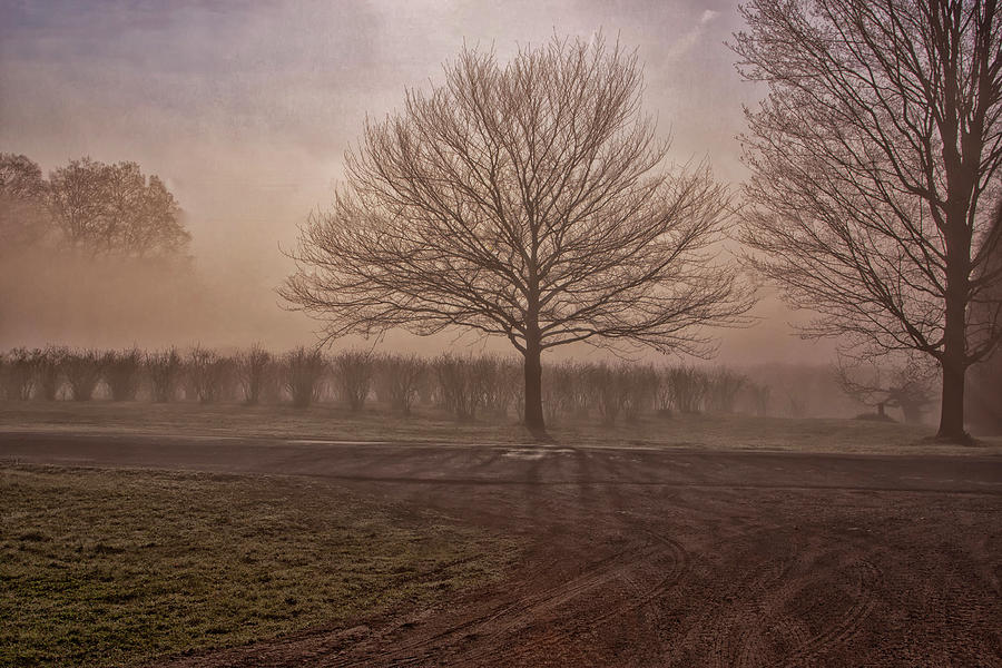 Trees Before Leaves Photograph by Tom Singleton