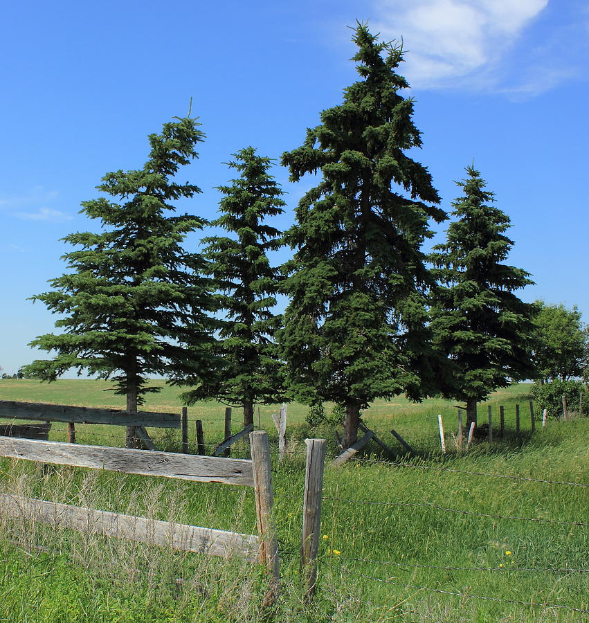 Trees bent by the prairie winds Photograph by Jim Sauchyn