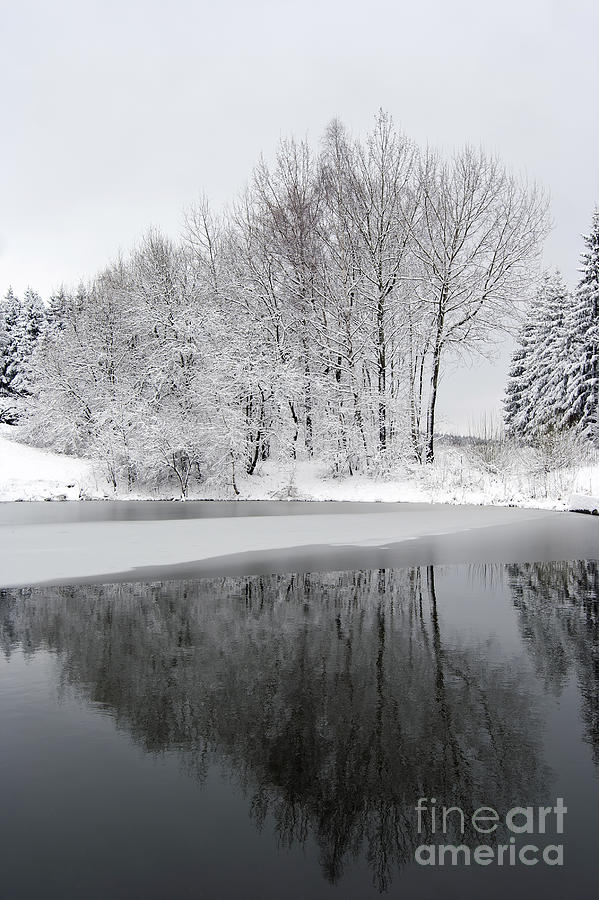 Winter Photograph - Trees By The Lake by Michal Boubin