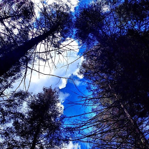 Tree Photograph - #trees #clouds #sun#camping #lookingup by Jared Campbell